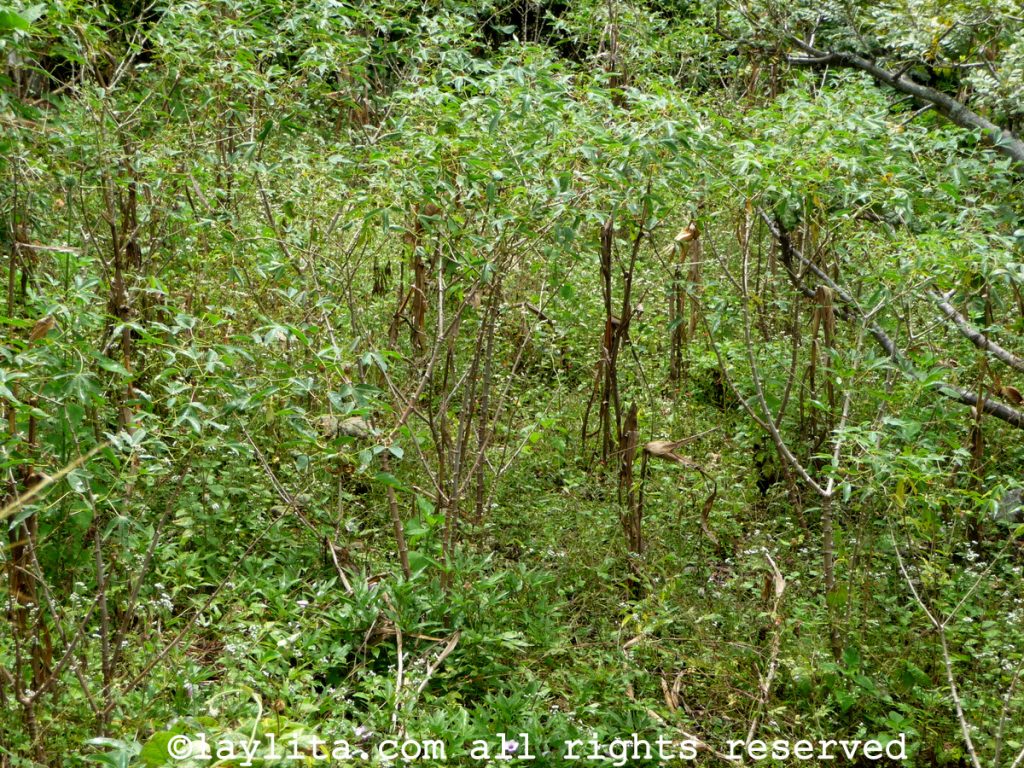 Plantas de yuca en Ecuador