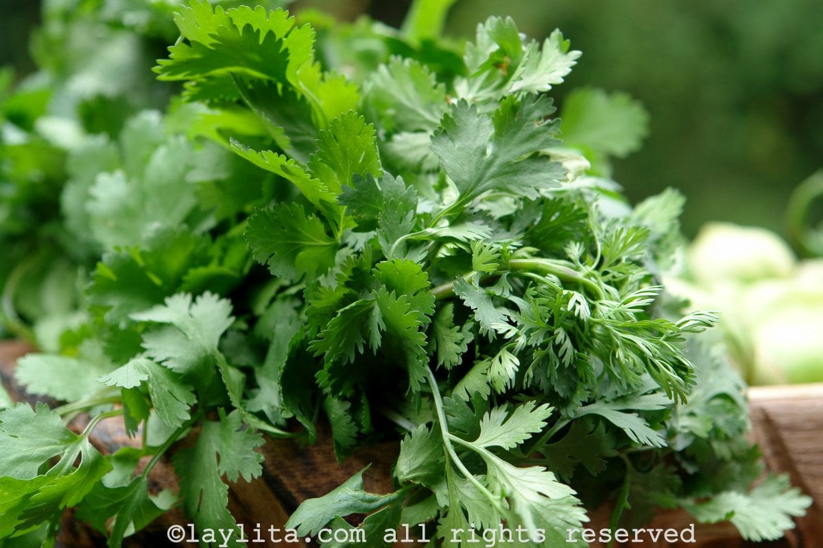 Cilantro, Culantro, Coriandro, Chillangua Recetas de Cocina