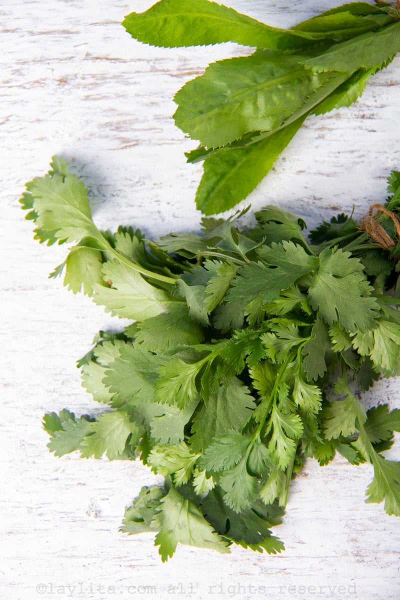 Cilantro, Culantro, Coriandro, Chillangua Recetas de Cocina