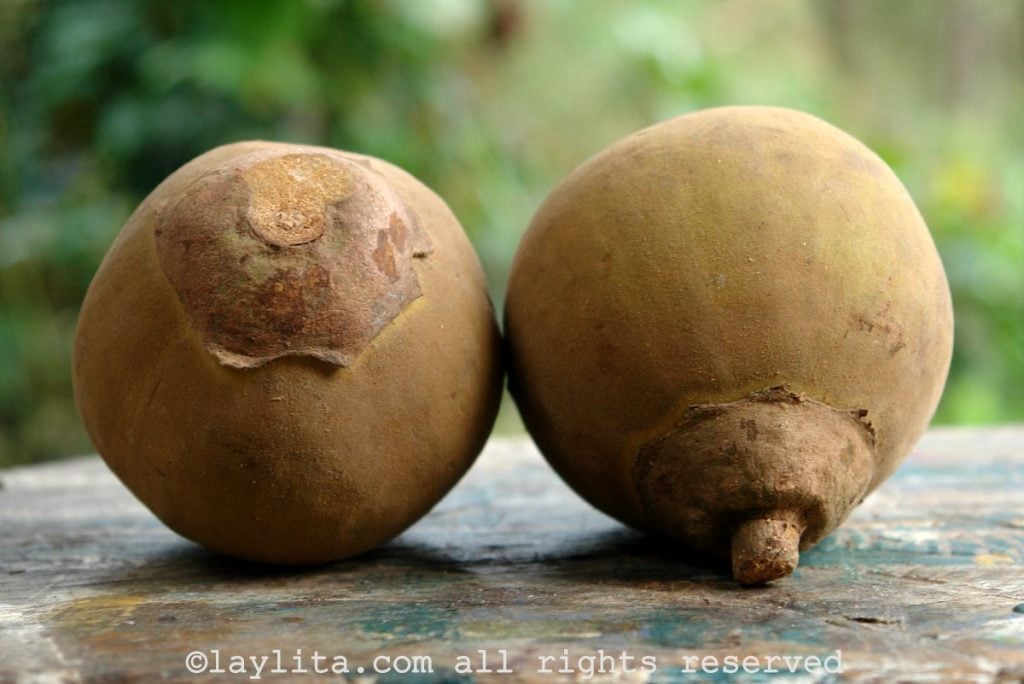 Mamey o Zapote Variedades y usos Recetas de Cocina