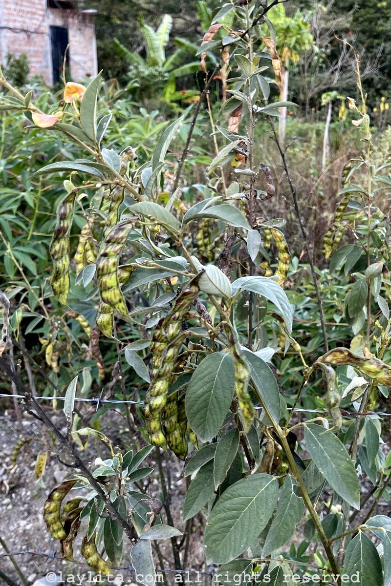 Porotos de palo en Loja Ecuador