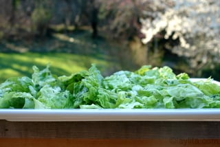 Mezclar las hojas de lechuga con un cuarto del aderezo y ponerlas en una bandeja o fuente