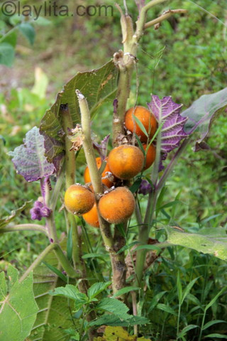 Naranjillas maduras en la planta