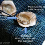 Comment ouvrir les huîtres