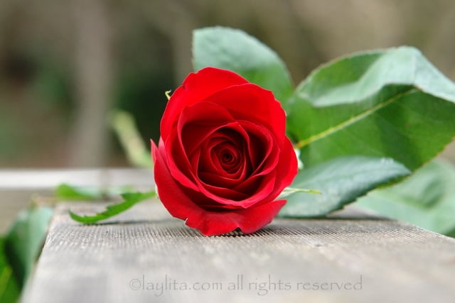 Rosas rojas para el dia de los Enamorados
