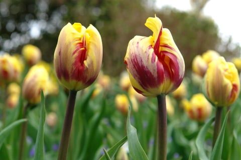 tulips
