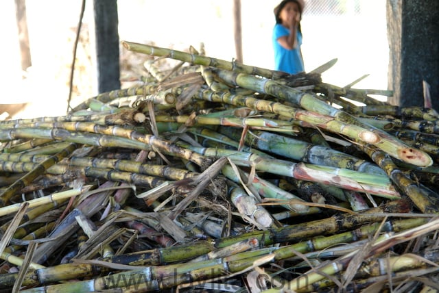 Raw sugarcane