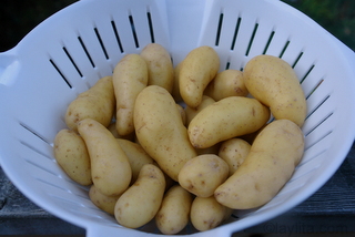 Petites pommes de terre nettoyées et rincées. 