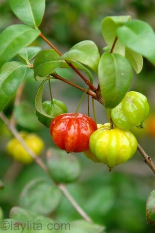 Surinam cherry also known as Florida cherry