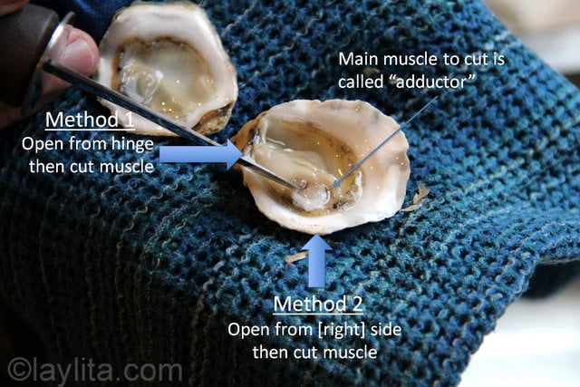 Parts of an oyster