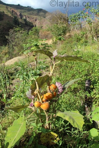 Naranjilla plant in Ecuador