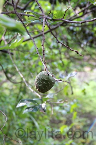 Cherimoya plant