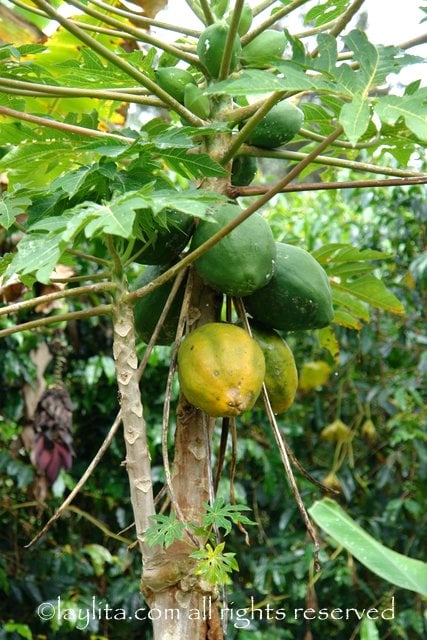 Papaya tree in Ecuador