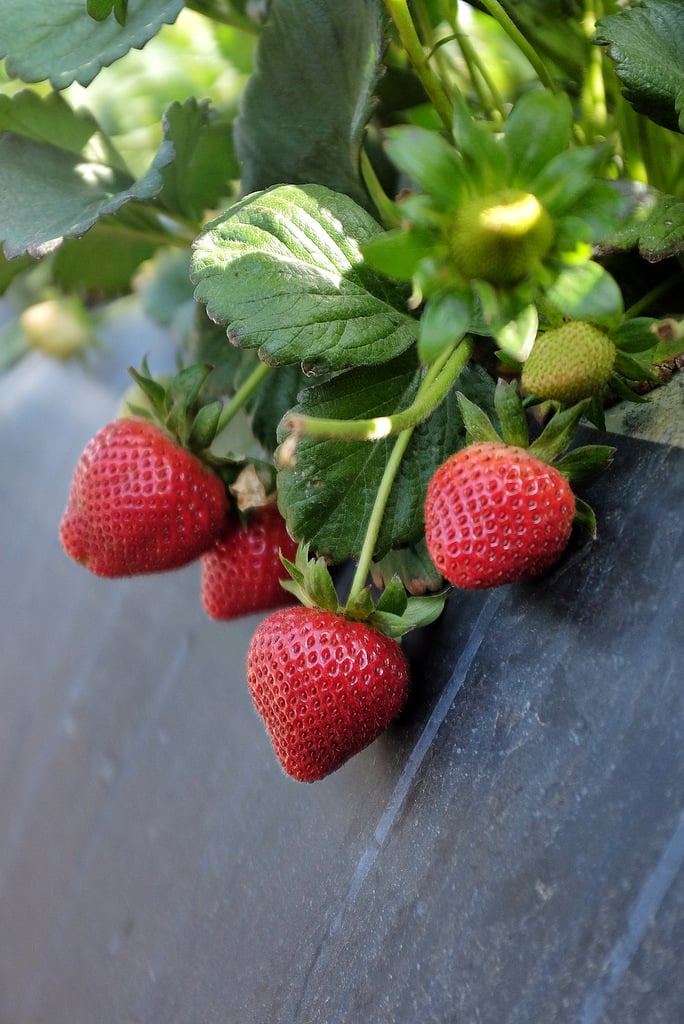 California strawberry farm visit