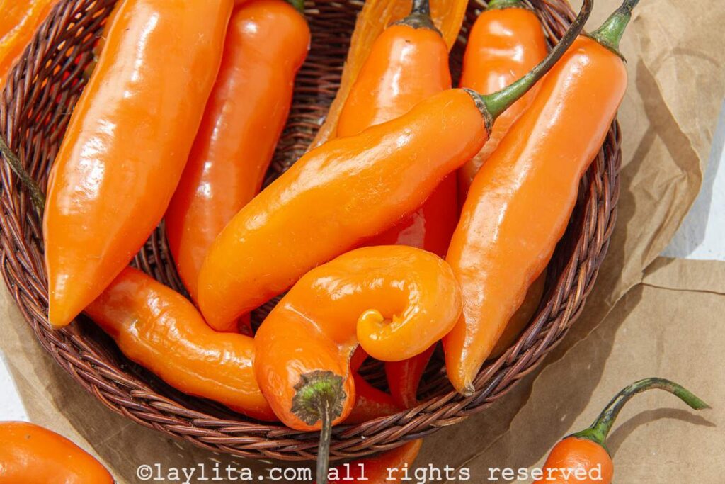 Fresh aji amarillo or Peruvian yellow golden chili peppers in a basket