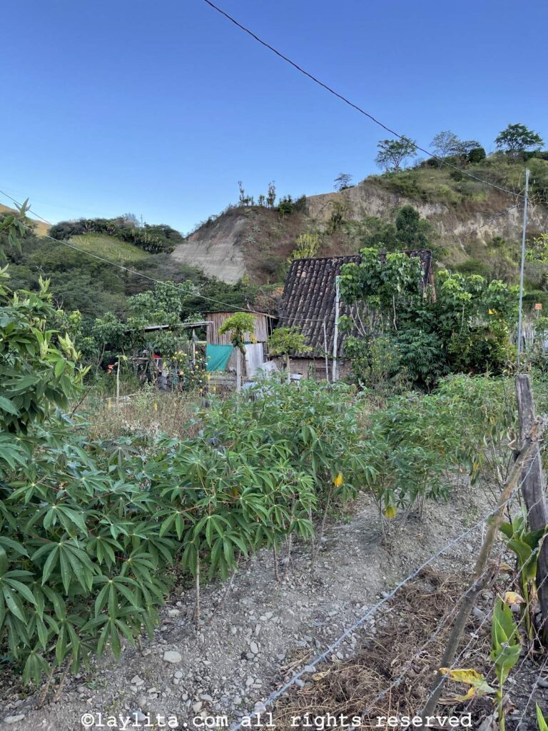 Farm landscape in Ecuador with yuca plants in front of a hose