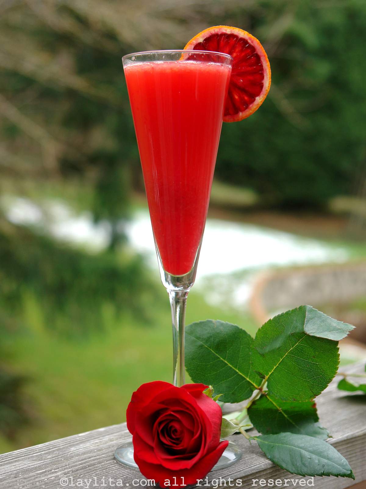 A cocktail made with blood orange and campari in a champagne glass garnished with a slice of blood orange on a counter next to a red rose
