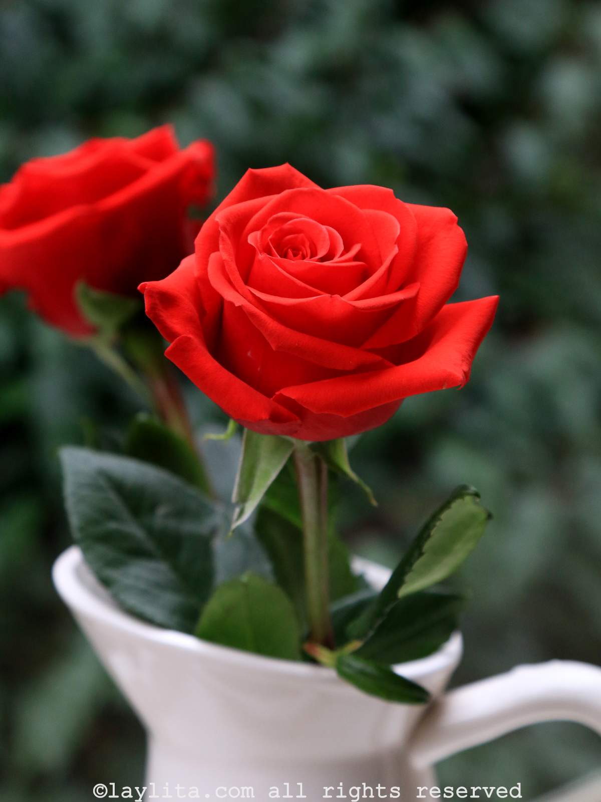 Two perfect red roses in a white vase