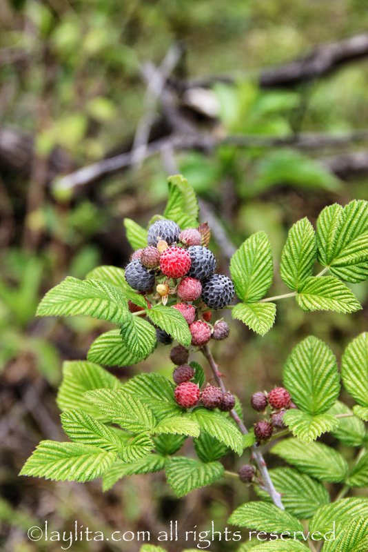 Moras or berries in Vilcabamba