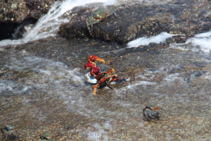 Crabs mating at Los Frailes beach