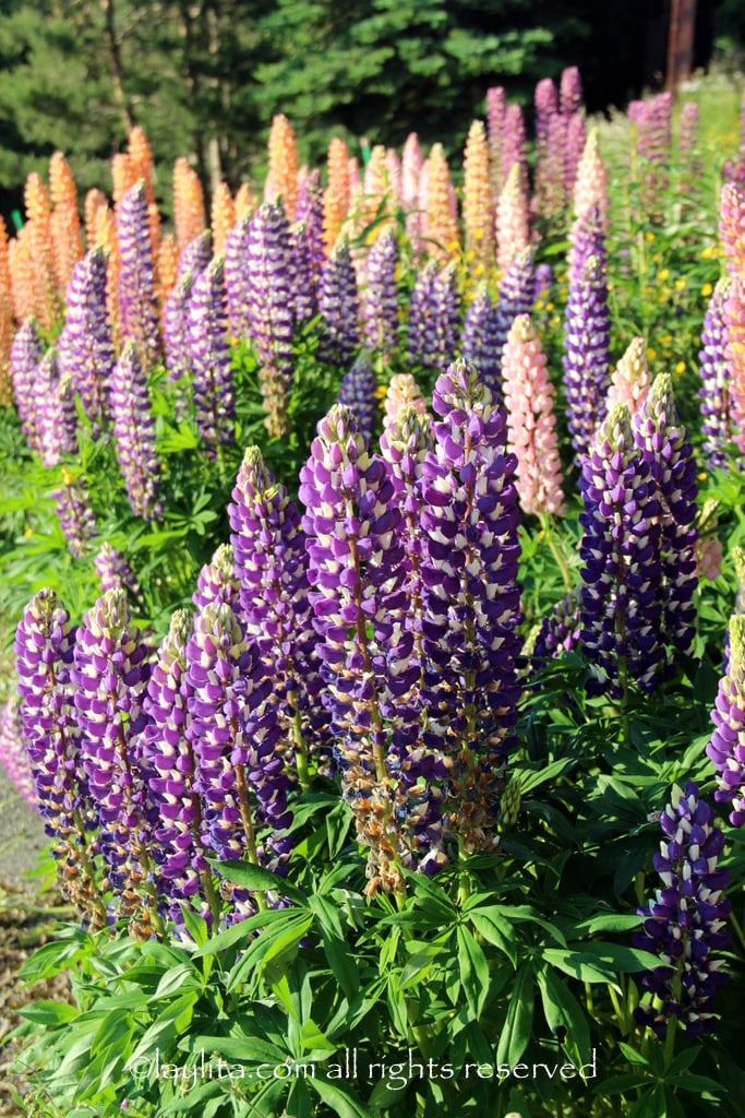 Lupine flowers in the French Alps