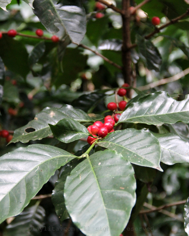 Coffee beans and plant in Ecuador