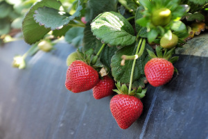 California strawberry farm tour