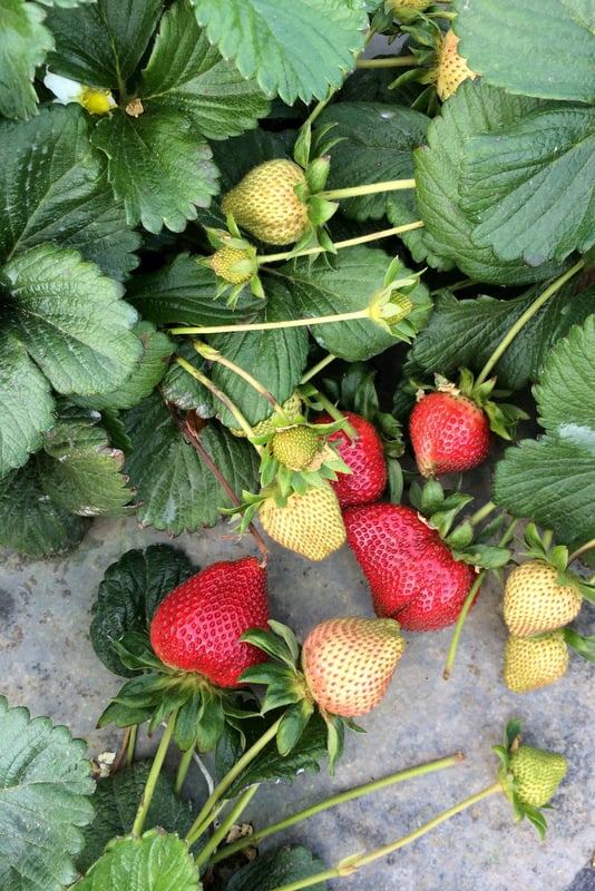 California strawberry farm visit