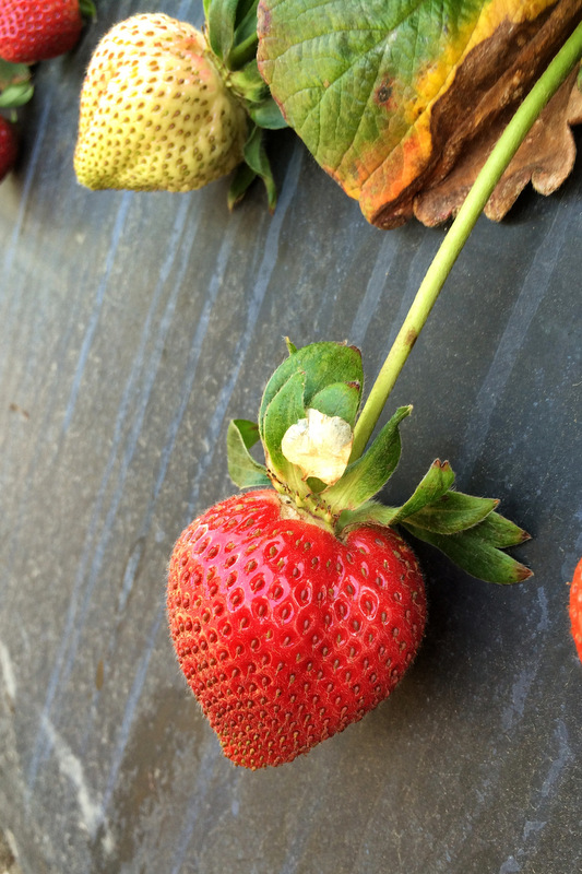 Picking strawberries in California
