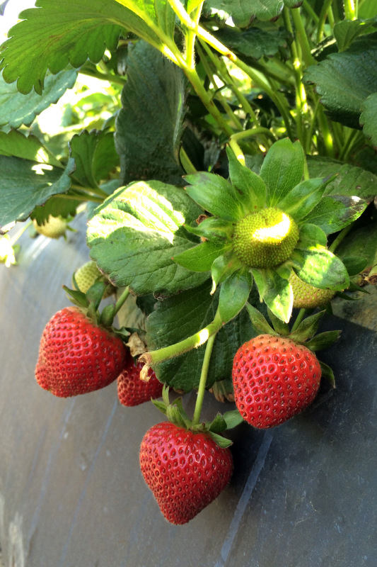Strawberries at Terry Farms