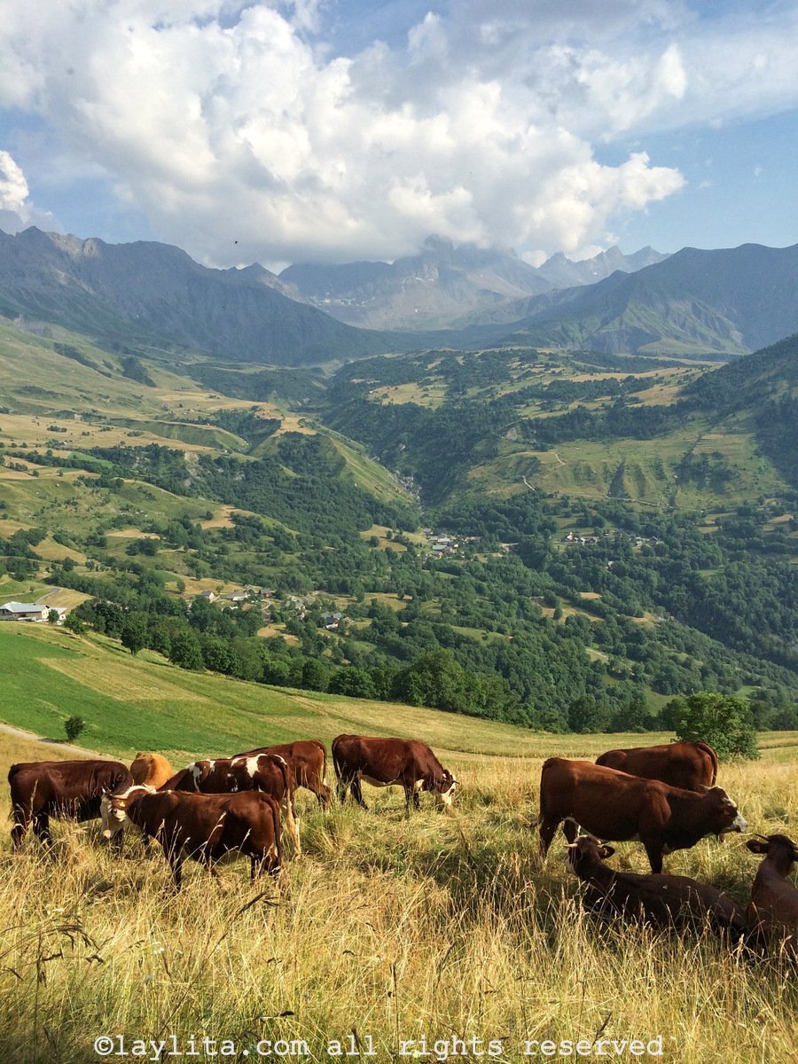 Cows living the good life in the French Alps