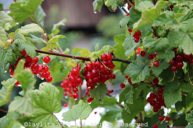 Red currants in the Alps