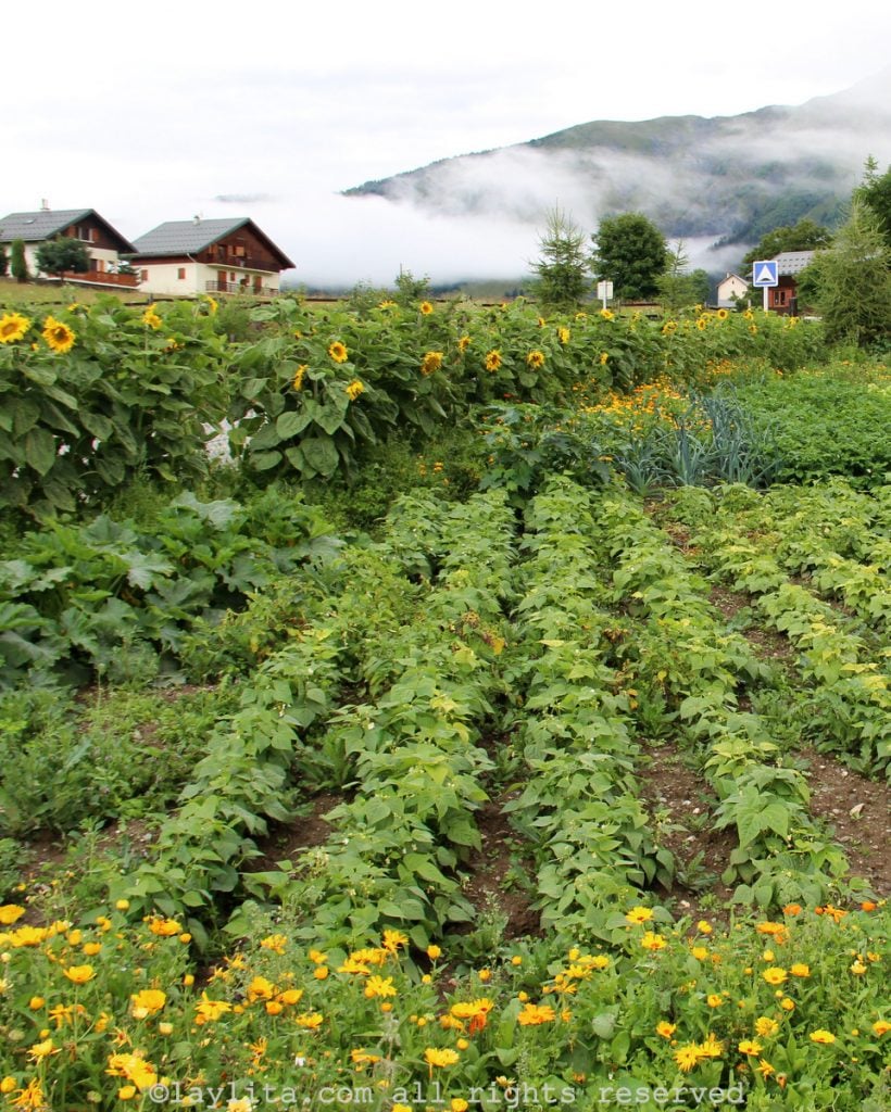 Vegetable garden in the Alps
